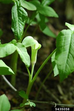 Jack in the pulpit, Arisaema triphyllum  (Arales: Araceae) - 5435058