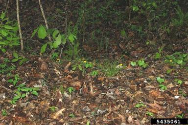 green and gold, Chrysogonum virginianum  (Asterales: Asteraceae) - 5435061