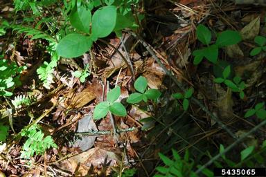 Jack in the pulpit, Arisaema triphyllum  (Arales: Araceae) - 5435065