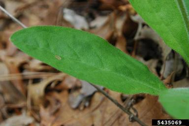wild comfrey, Cynoglossum virginianum  (Lamiales: Boraginaceae) - 5435069