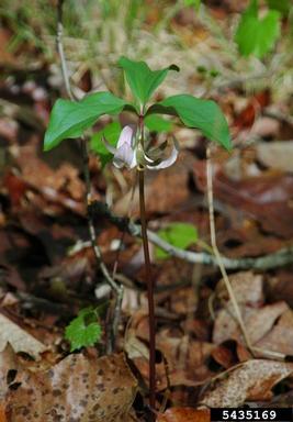 bashful wakerobin, Trillium catesbaei  (Liliales: Liliaceae) - 5435169