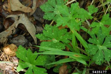 wild geranium, Geranium maculatum  (Geraniales: Geraniaceae) - 5435177