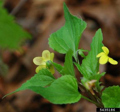 downy yellow violet, Viola pubescens  (Violales: Violaceae) - 5435186