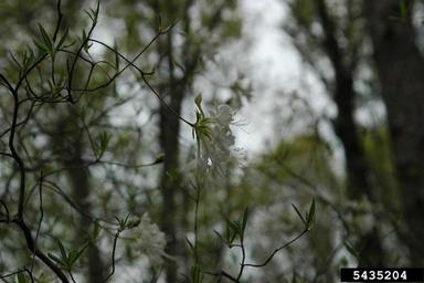 mountain azalea, Rhododendron canescens  (Ericales: Ericaceae) - 5435204