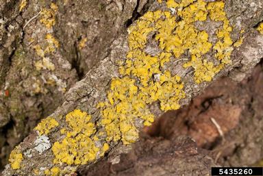 Candle flame lichen (Candelaria concolor ) on maple (Acer spp. ) - 5435260