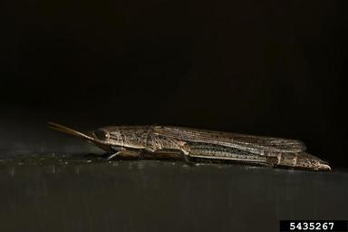 grasshopper, Pyrgomorpha conica  (Orthoptera: Pyrgomorphidae) - 5435267
