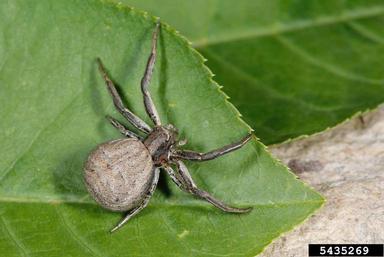 ground crab spiders, Xysticus spp.  (Araneae: Thomisidae) - 5435269