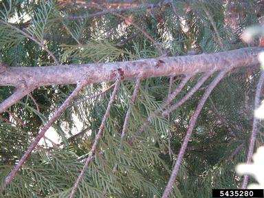 Seiridium cankers (Seiridium spp. ) on Leyland cypress (x Cupressocyparis leylandii ) - 5435280
