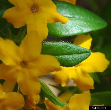 Carolina puccoon, Lithospermum caroliniense  (Lamiales: Boraginaceae) - 5435351