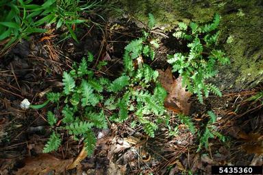 Canadian lousewort, Pedicularis canadensis  (Scrophulariales: Scrophulariaceae) - 5435360