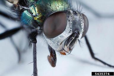 common green bottle fly, Lucilia sericata  (Diptera: Calliphoridae) - 5435374
