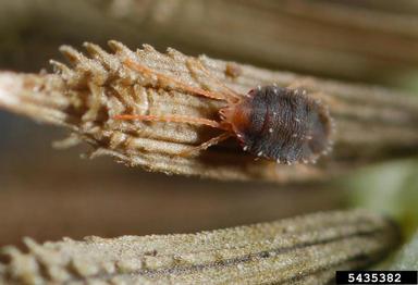 flat mite (Brevipalpus spp. ) on dandelion (Taraxacum officinale ) - 5435382