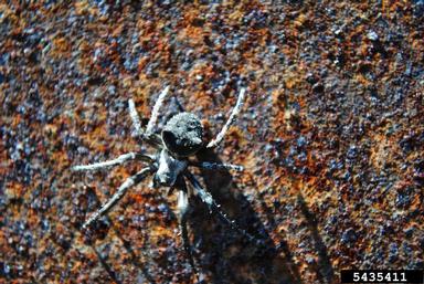 cat-faced spider, Araneus gemmoides  (Araneae: Araneidae) - 5435411