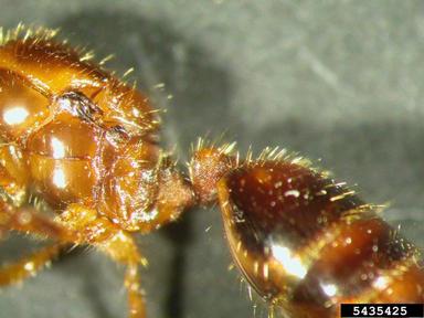 red imported fire ant, Solenopsis invicta  (Hymenoptera: Formicidae) - 5435425