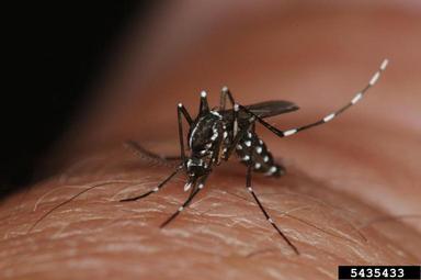Asian tiger mosquito, Aedes albopictus  (Diptera: Culicidae) - 5435433