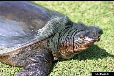 Florida softshell, Apalone ferox  (Testudines: Trionychidae) - 5435468