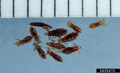 head lice, Pediculus humanus capitis (Phthiraptera: Pediculidae) - 5435473