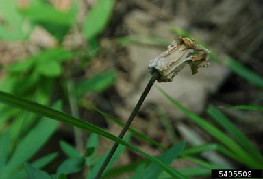 swamp leather flower, Clematis crispa  (Ranunculales: Ranunculaceae) - 5435502