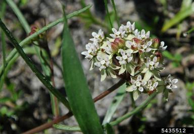 Michaux's milkweed, Asclepias michauxii  (Gentianales: Asclepiadaceae) - 5435512