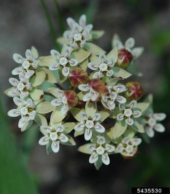 Michaux's milkweed, Asclepias michauxii  (Gentianales: Asclepiadaceae) - 5435530
