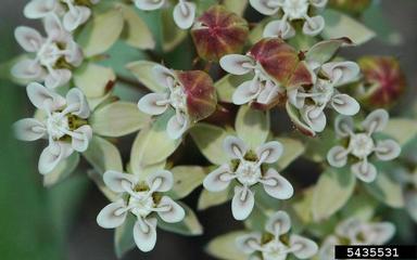 Michaux's milkweed, Asclepias michauxii  (Gentianales: Asclepiadaceae) - 5435531