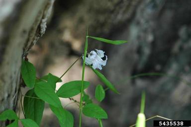 swamp leather flower, Clematis crispa  (Ranunculales: Ranunculaceae) - 5435538