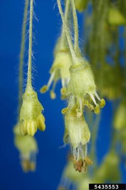 sugar maple, Acer saccharum  (Sapindales: Aceraceae) - 5435553