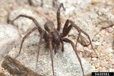 barn funnel weaver, Tegenaria domestica  (Araneae: Agelenidae) - 5435581
