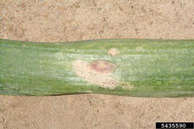 downy mildew (Peronospora spp. ) on garden onion (Allium cepa ) - 5435590
