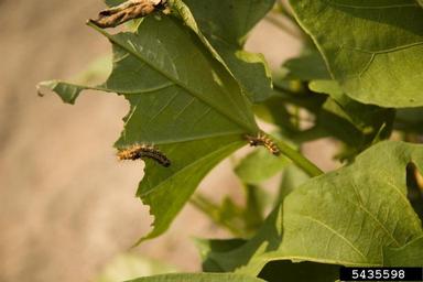 tussock moth (Euproctis taiwana ) on sweetpotato (Ipomoea batatas ) - 5435598