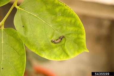 cotton leafworm, tobacco cutworm (Spodoptera litura ) on japanese persimmon (Diospyros kaki ) - 5435599