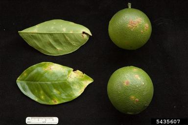 bacterial leaf spot (Xanthomonas axonopodis ) on orange (Citrus x sinensis ) - 5435607