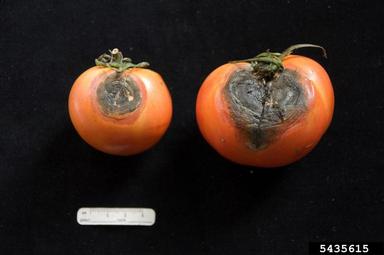 Corynespora blight (Corynespora cassiicola ) on tomato (Lycopersicon esculentum ) - 5435615