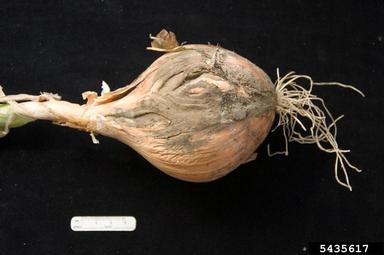 gray mold (Botrytis cinerea ) on garden onion (Allium cepa ) - 5435617