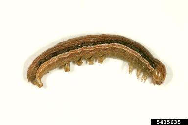 armyworm, Pseudaletia unipuncta  (Lepidoptera: Noctuidae) - 5435635