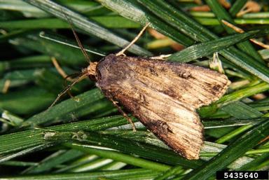 black cutworm, Agrotis ipsilon  (Lepidoptera: Noctuidae) - 5435640