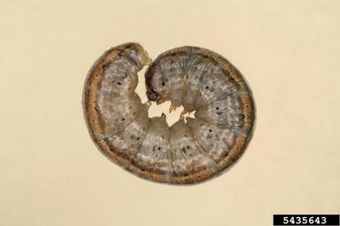 claybacked cutworm, Agrotis gladiaria  (Lepidoptera: Noctuidae) - 5435643