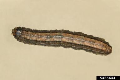 claybacked cutworm, Agrotis gladiaria  (Lepidoptera: Noctuidae) - 5435644