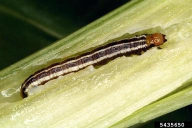 stalk borer, Papaipema nebris  (Lepidoptera: Noctuidae) - 5435650