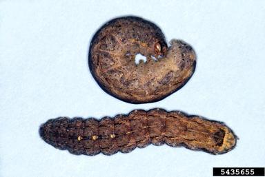 variegated cutworm, Peridroma saucia  (Lepidoptera: Noctuidae) - 5435655