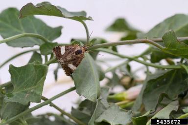 field bindweed moth (Tyta luctuosa ) on field bindweed (Convolvulus arvensis ) - 5435672