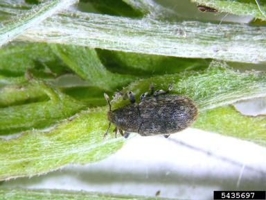 broad-nosed knapweed seedhead weevil (Bangasternus fausti ) on diffuse knapweed (Centaurea diffusa ) - 5435697