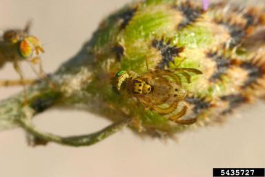 knapweed peacock fly (Chaetorellia acrolophi ) on spotted knapweed (Centaurea stoebe ) - 5435727