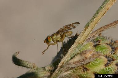 knapweed peacock fly (Chaetorellia acrolophi ) on spotted knapweed (Centaurea stoebe ) - 5435728