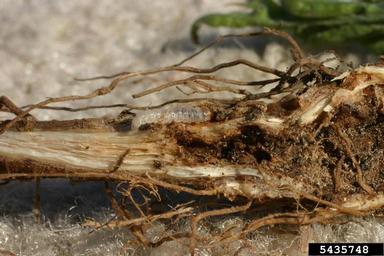 brown-winged knapweed moth (Pterolonche inspersa ) on diffuse knapweed (Centaurea diffusa ) - 5435748