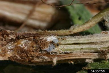 bronze knapweed root borer (Sphenoptera jugoslavica ) on diffuse knapweed (Centaurea diffusa ) - 5435750