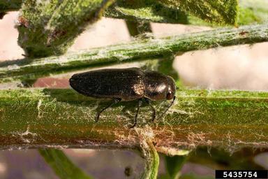bronze knapweed root borer (Sphenoptera jugoslavica ) on diffuse knapweed (Centaurea diffusa ) - 5435754