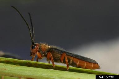 leafy spurge stem boring beetle (Oberea erythrocephala ) on leafy spurge (Euphorbia esula ) - 5435772