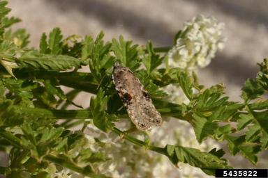 defoliating hemlock moth (Agonopterix alstroemeriana ) on poison-hemlock (Conium maculatum ) - 5435822
