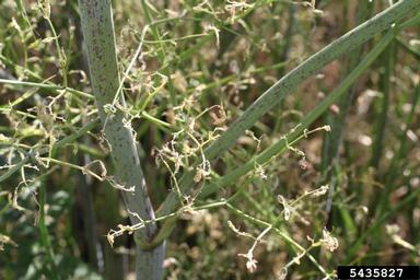 defoliating hemlock moth (Agonopterix alstroemeriana ) on poison-hemlock (Conium maculatum ) - 5435827